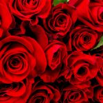 Красные Розы 70 см 101 шт.