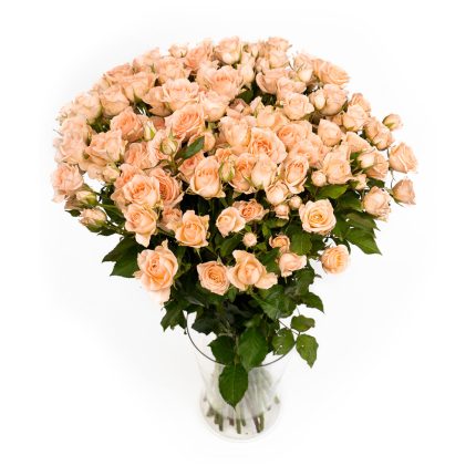Cream Roses 60 cm