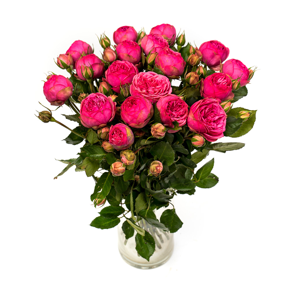 images Roze #13 (Peonijas Rozas) 60 cm — изображение 1