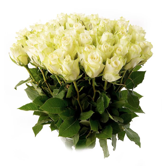 Белые Розы 60 см