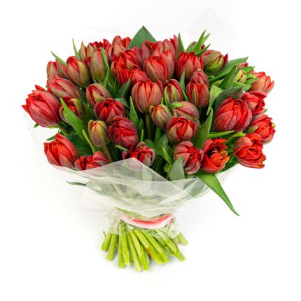 Red Tulips