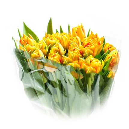 Orange Tulips