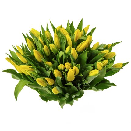 Yellow Tulips