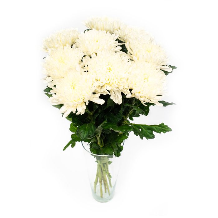 White Chrysanthemum Antonov