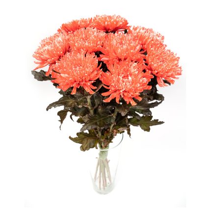 Orange Chrysanthemum Antonov