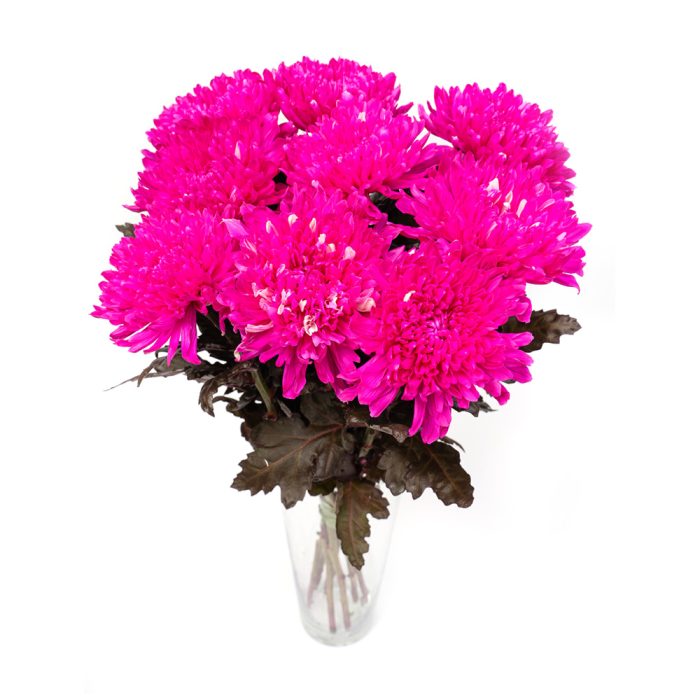 Pink Chrysanthemum Antonov