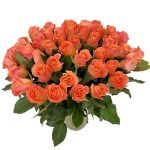 Laša Krāsas Roze 50 - 60 cm