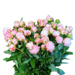 Gaiši Rozā Peonija