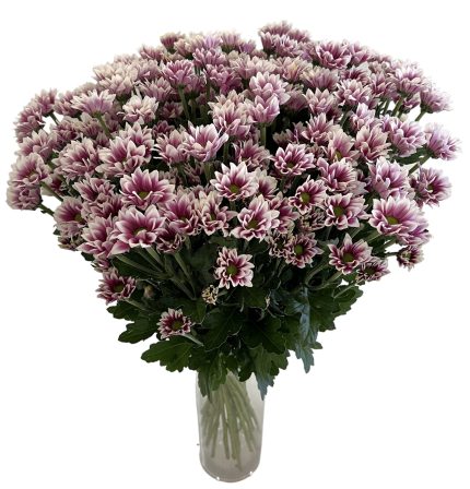 Бело-фиолетовая хризантема